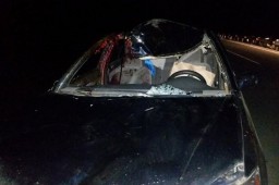 Три человека пострадали из-за столкновения Toyota Camry с лошадью