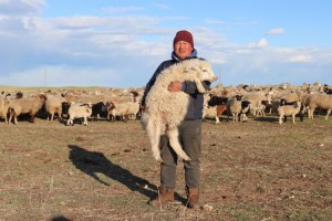 Объявлен конкурсный отбор на развитие овцеводства «Семейная ферма. Забайкалье (отара)»