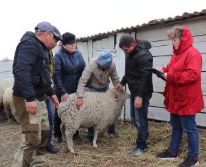 Специалисты Минсельхоза Забайкалья проверили готовность выставочных овец в животноводческих хозяйств