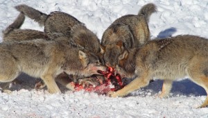 Активизация волков ставит под угрозу безопасность сельхозживотных в хозяйствах округа