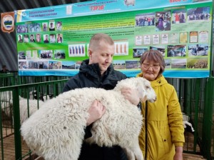 Хозяйства из Забайкалья участвуют в Сибирско-Дальневосточной выставке овец в Улан-Удэ
