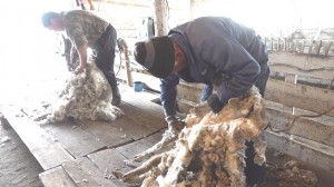 В овцеводческих хозяйствах Агинского округа завершилась стригальная кампания