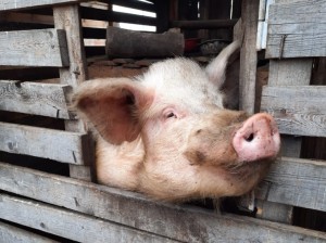 Госветслужба Забайкалья: Фермеры могут свободно вывозить свиней за пределы региона