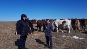 Директор института коневодства России оценил селекционные достижения животноводов Агинского округа