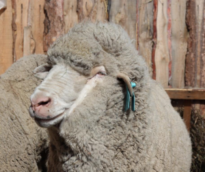 Определен список чабанов-сотников овцеводческих хозяйств Могойтуйского района