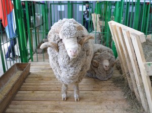 Хозяйства Агинского округа примут участие в Сибирско-Дальневосточной выставке овец в Улан-Удэ