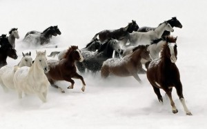 Накануне убийства коневода из Могойтуйского района у него увели табун лошадей