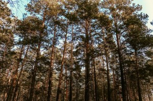 Выявлены нарушения при купли-продажи леса в Дульдургинском районе
