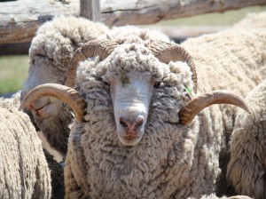 Принята новая комплексная программа по развитию овцеводства в Забайкалье