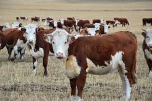 Казахскую белоголовую породу коров будут разводить в Кункуре
