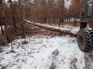 В Цасучейском лесничестве пойман нарушитель, незаконно срубивший лес на 8,4 миллиона рублей
