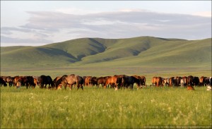 На территории Агинского округа наблюдается положительная динамика по поголовью лошадей
