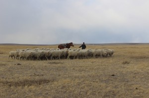 Фермер из Агинского района получит грант на развитие семейного животноводческого хозяйства