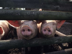 В Забайкалье определены меры профилактики против африканской чумы свиней